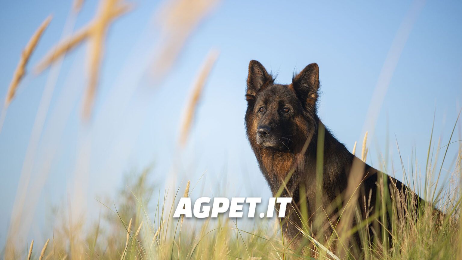 Agenzia Grafica Pavia